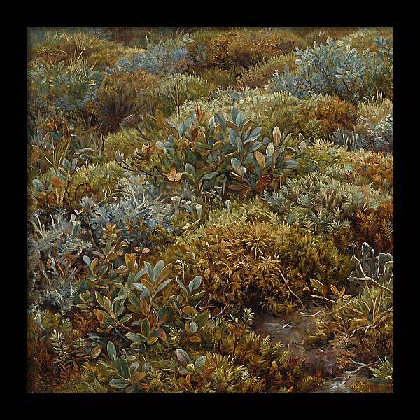 Tundra Moss Landscape