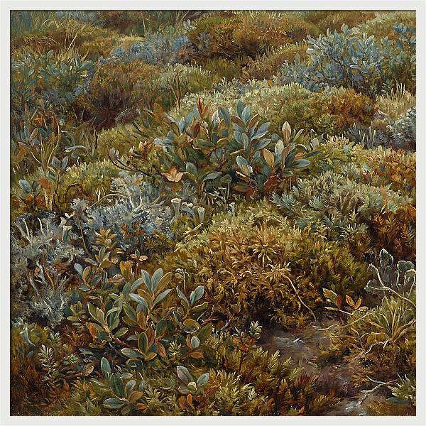 Tundra Moss Landscape