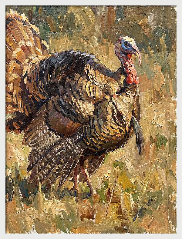 Turkey In Natural Habitat