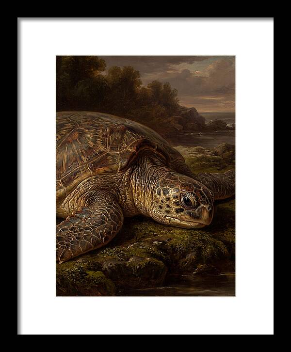 Turtle Resting By The Shore