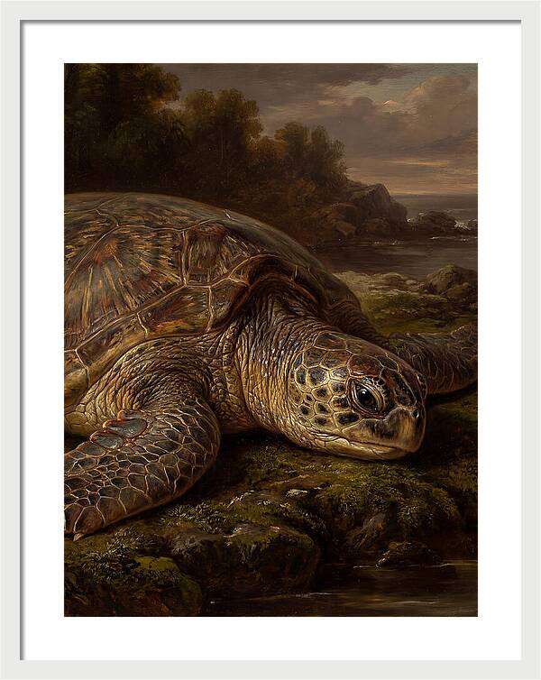 Turtle Resting By The Shore