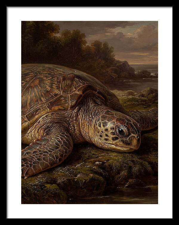 Turtle Resting By The Shore