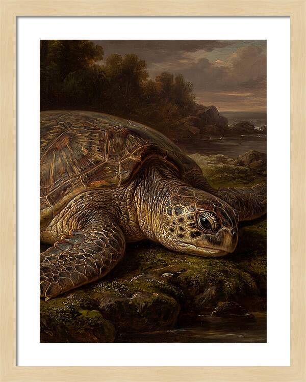 Turtle Resting By The Shore