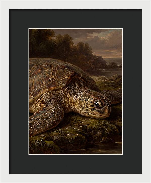Turtle Resting By The Shore