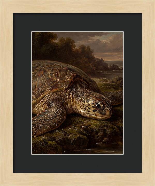 Turtle Resting By The Shore