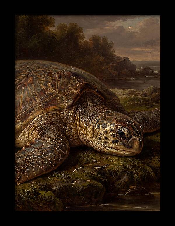 Turtle Resting By The Shore