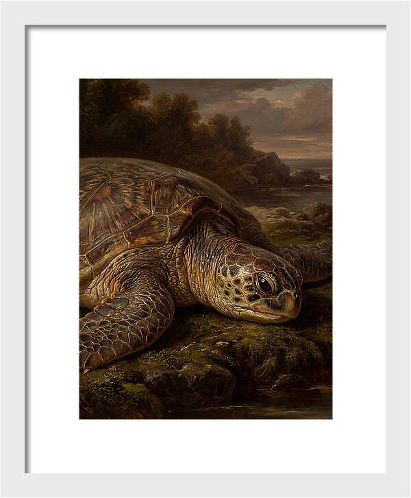 Turtle Resting By The Shore