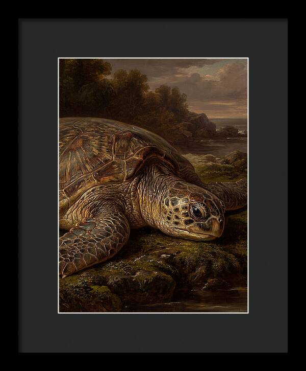 Turtle Resting By The Shore