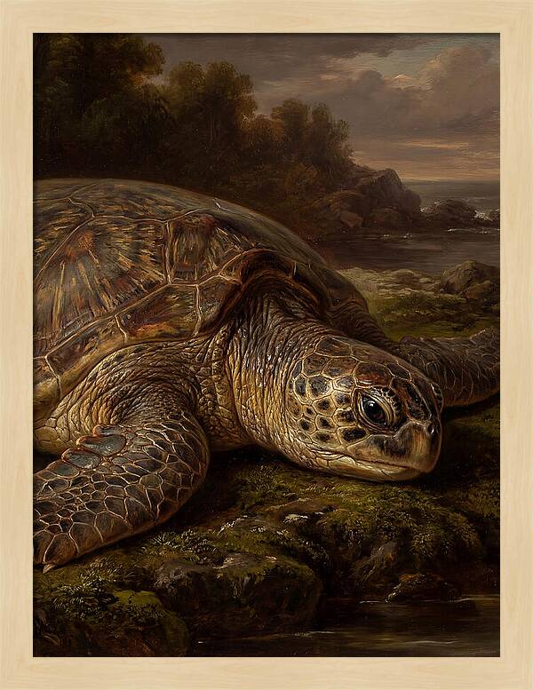 Turtle Resting By The Shore