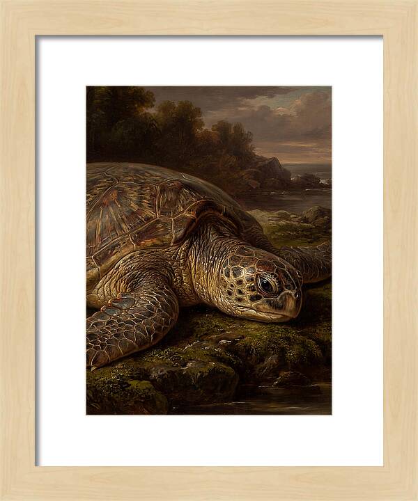 Turtle Resting By The Shore