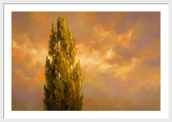 Tuscan Cypress