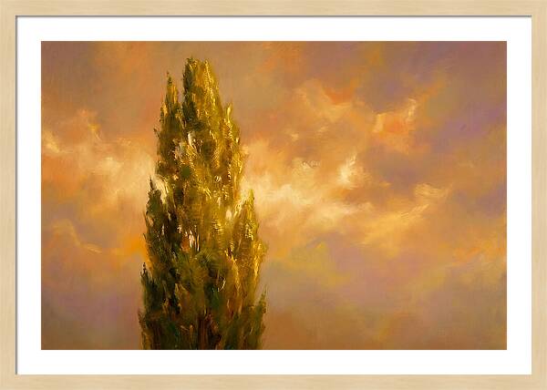 Tuscan Cypress