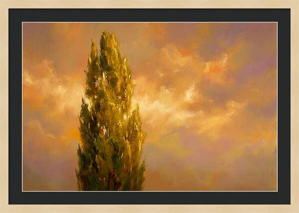 Tuscan Cypress