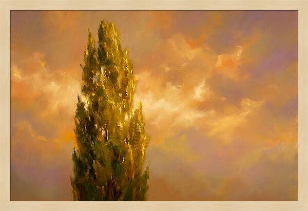 Tuscan Cypress