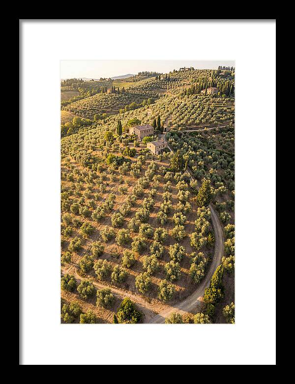 Tuscany Olive Grove Serenity