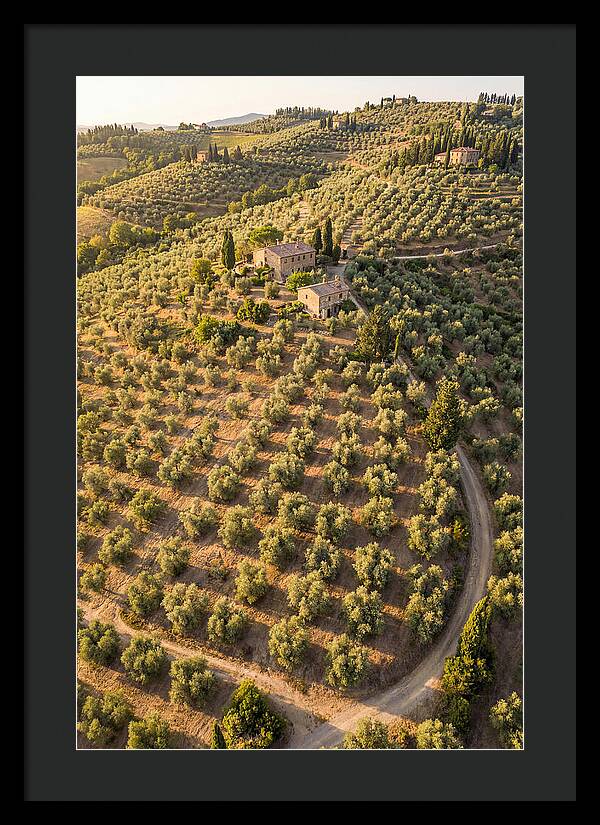 Tuscany Olive Grove Serenity
