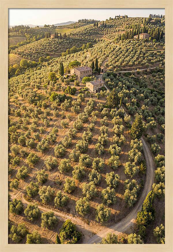 Tuscany Olive Grove Serenity