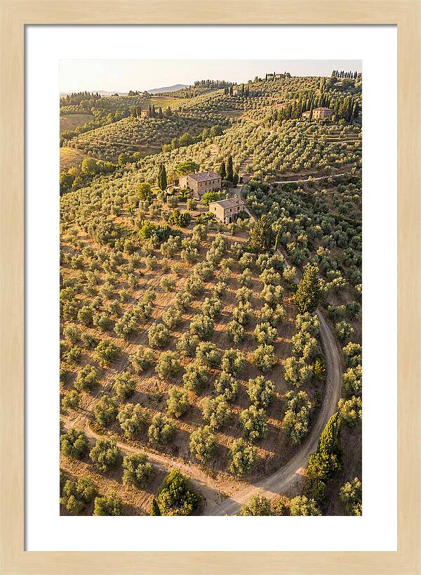 Tuscany Olive Grove Serenity