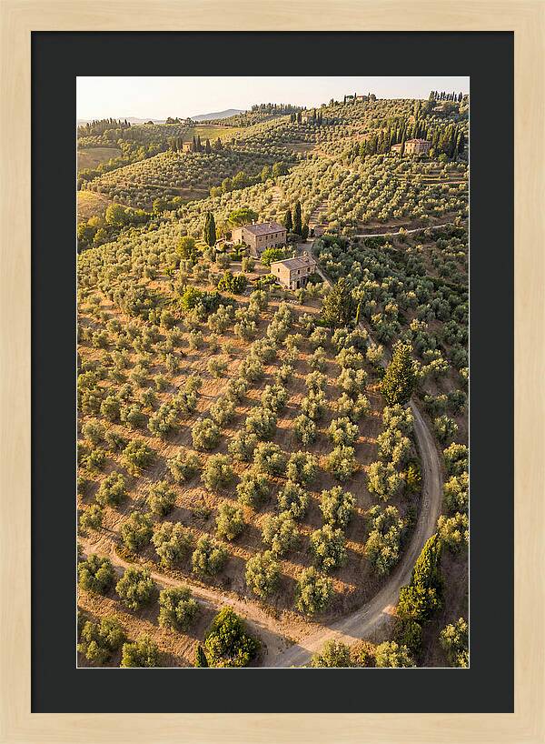Tuscany Olive Grove Serenity