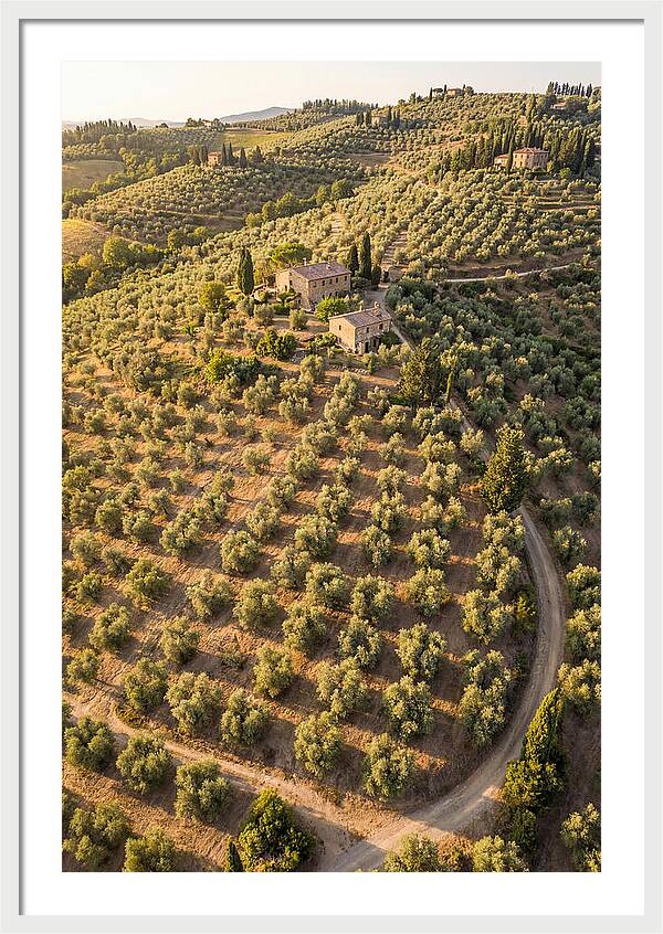 Tuscany Olive Grove Serenity