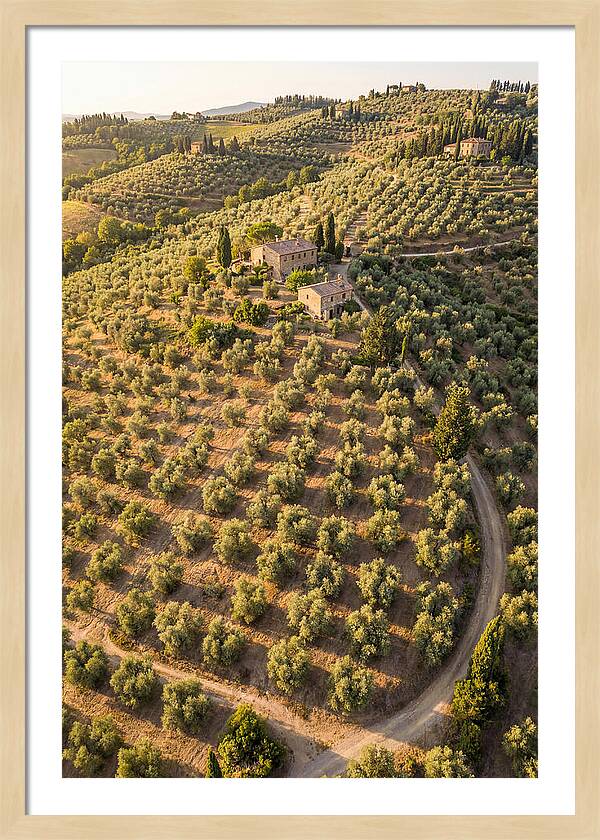 Tuscany Olive Grove Serenity