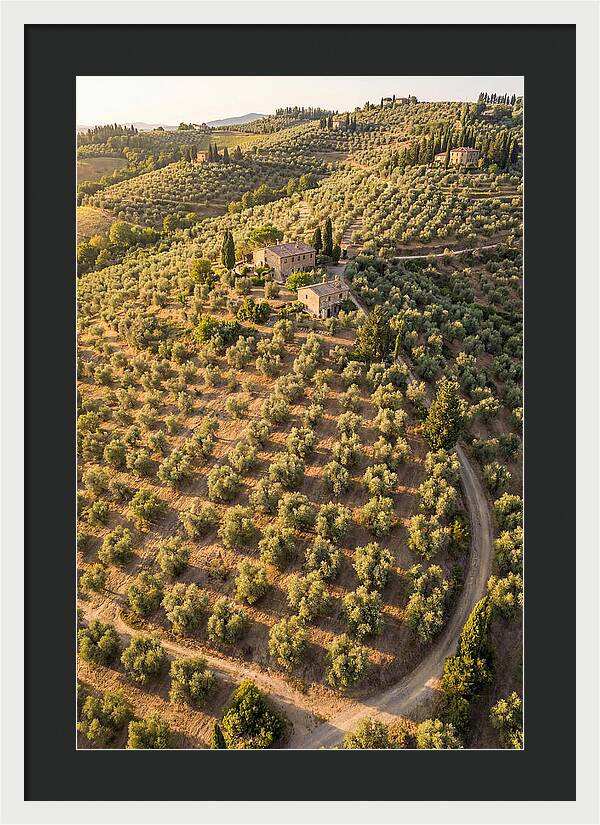 Tuscany Olive Grove Serenity