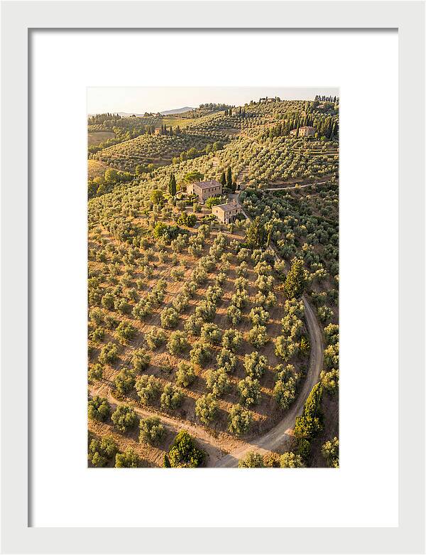 Tuscany Olive Grove Serenity