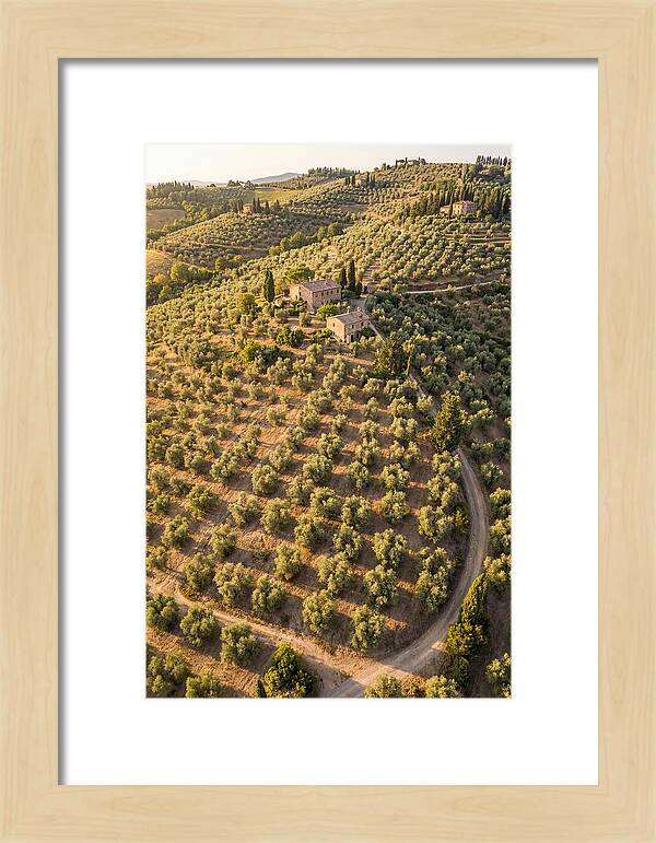 Tuscany Olive Grove Serenity