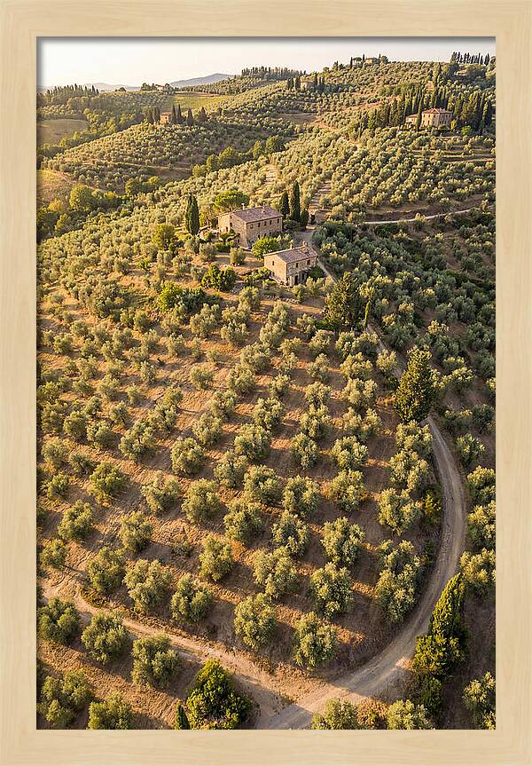 Tuscany Olive Grove Serenity