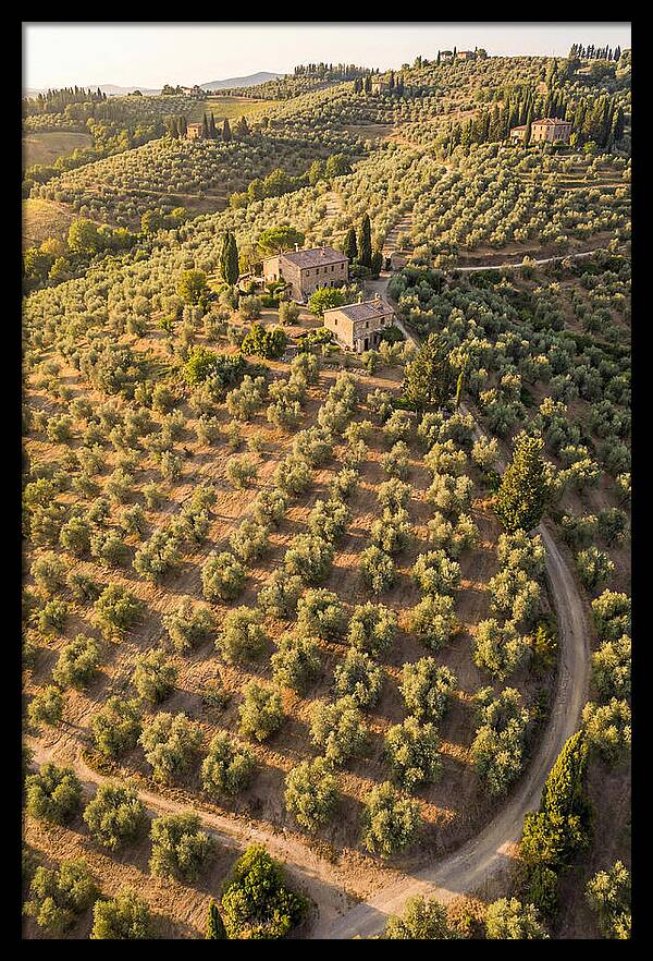 Tuscany Olive Grove Serenity