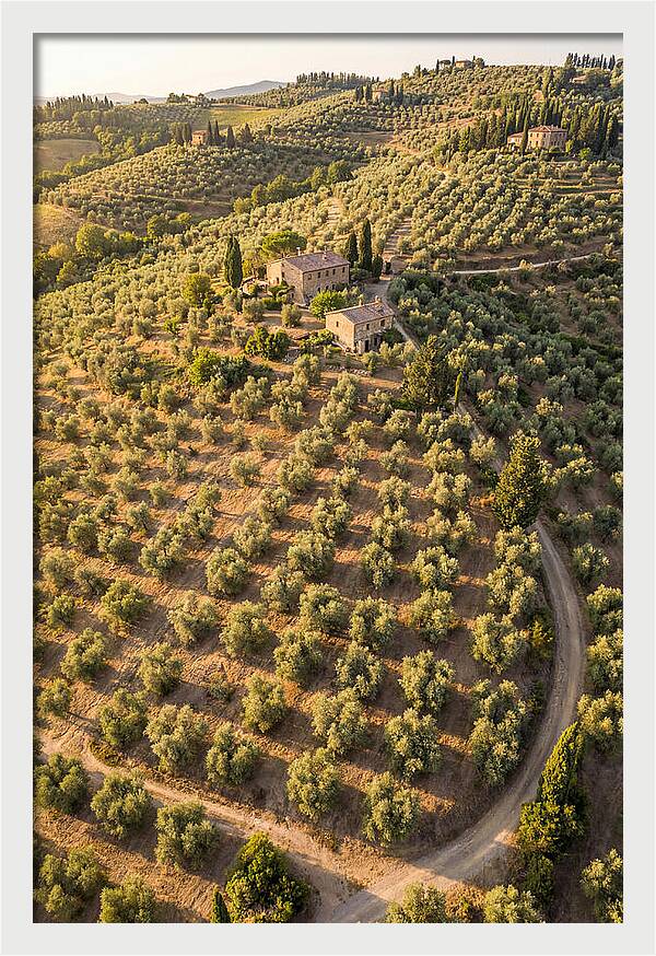 Tuscany Olive Grove Serenity