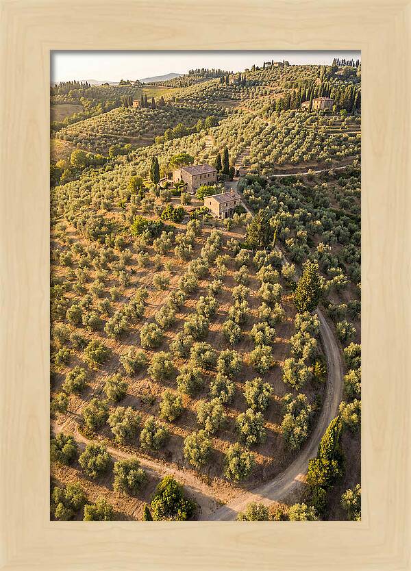 Tuscany Olive Grove Serenity