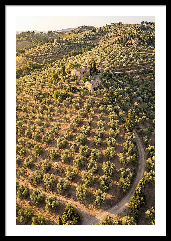 Tuscany Olive Grove Serenity