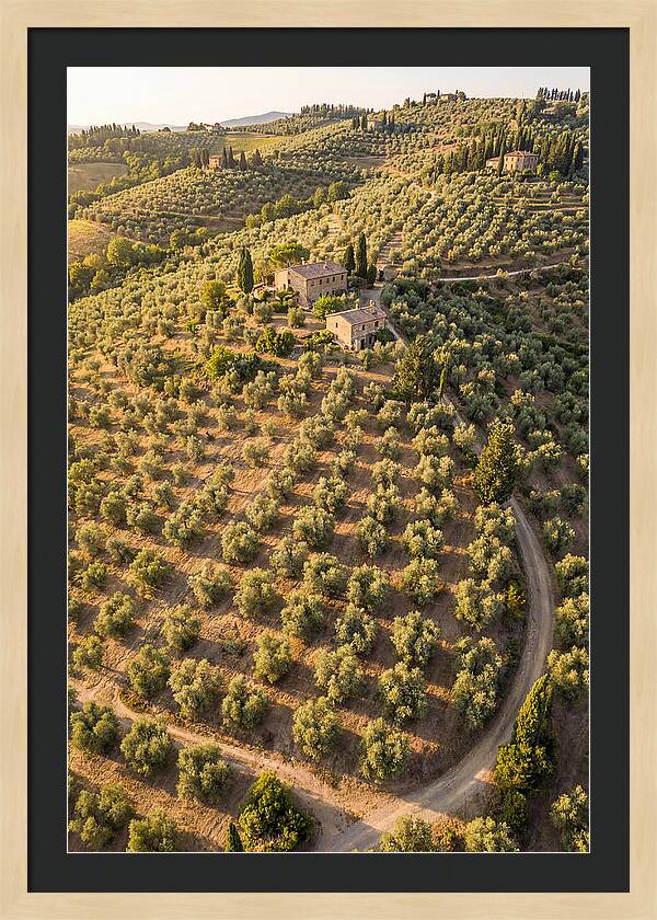 Tuscany Olive Grove Serenity