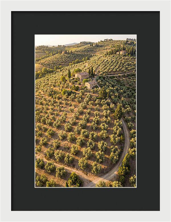 Tuscany Olive Grove Serenity