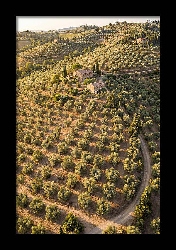 Tuscany Olive Grove Serenity