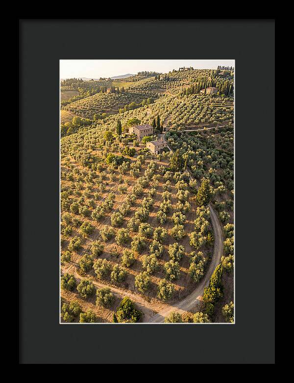 Tuscany Olive Grove Serenity