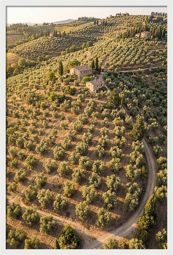 Tuscany Olive Grove Serenity