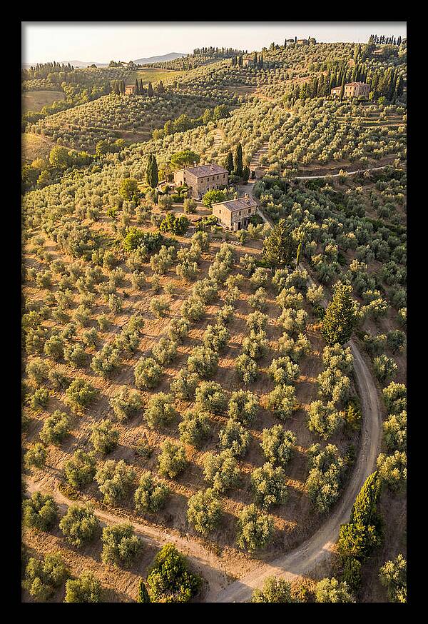 Tuscany Olive Grove Serenity