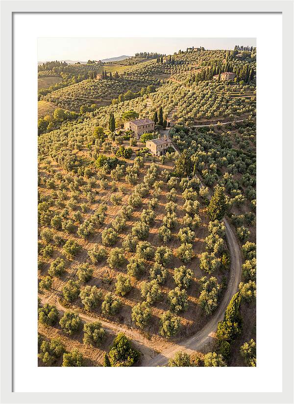 Tuscany Olive Grove Serenity