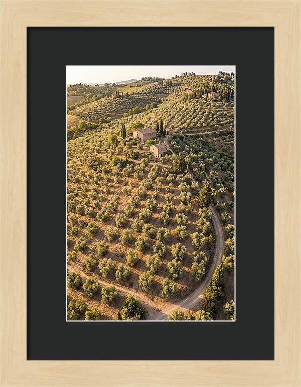 Tuscany Olive Grove Serenity