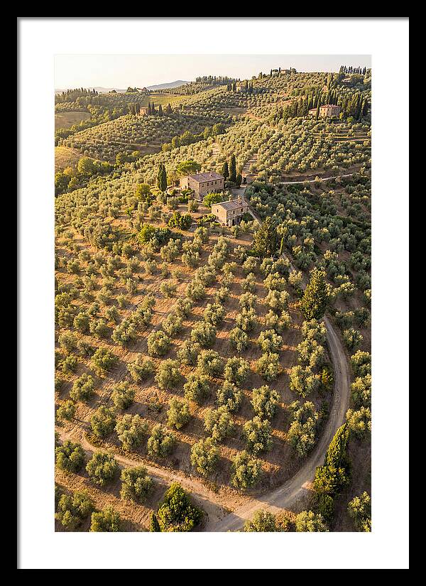 Tuscany Olive Grove Serenity