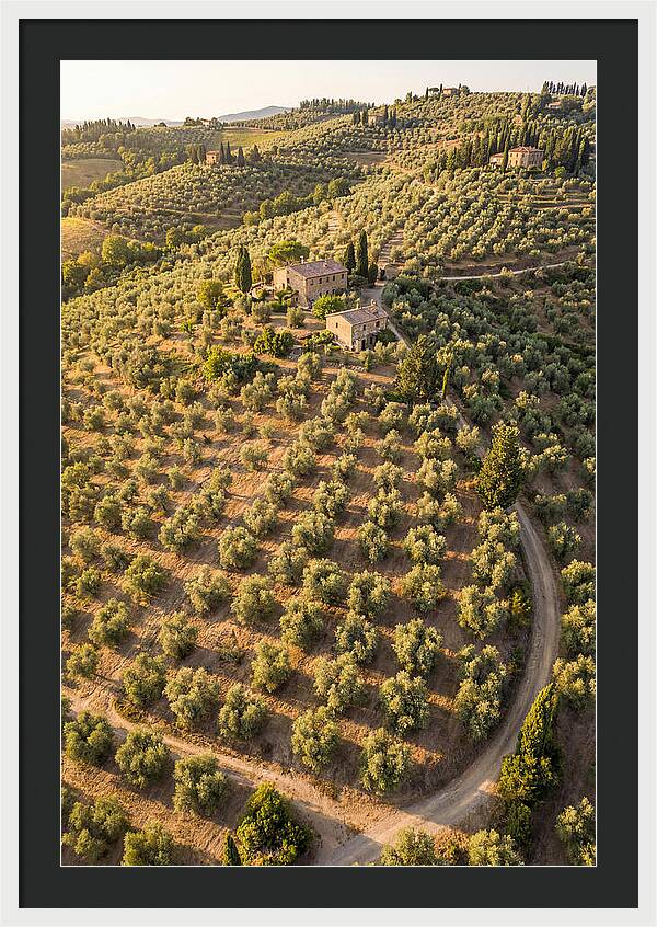 Tuscany Olive Grove Serenity