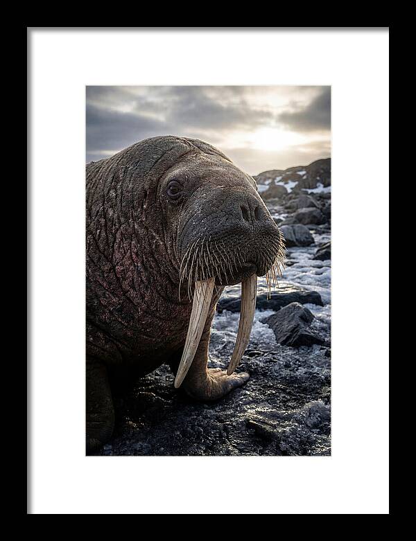 Tusked Bull Walrus Closeup