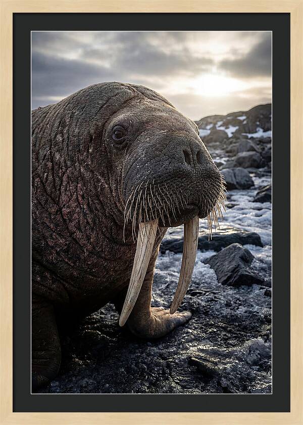 Tusked Bull Walrus Closeup