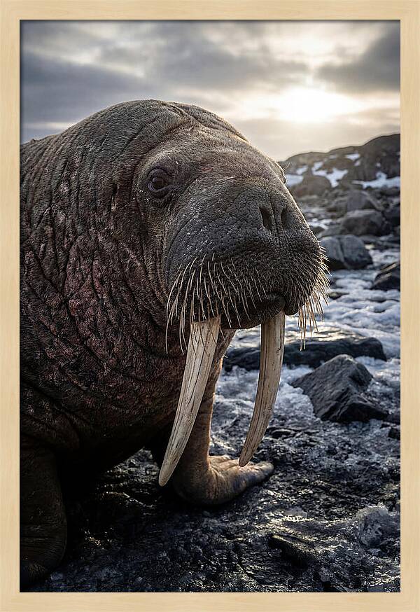 Tusked Bull Walrus Closeup