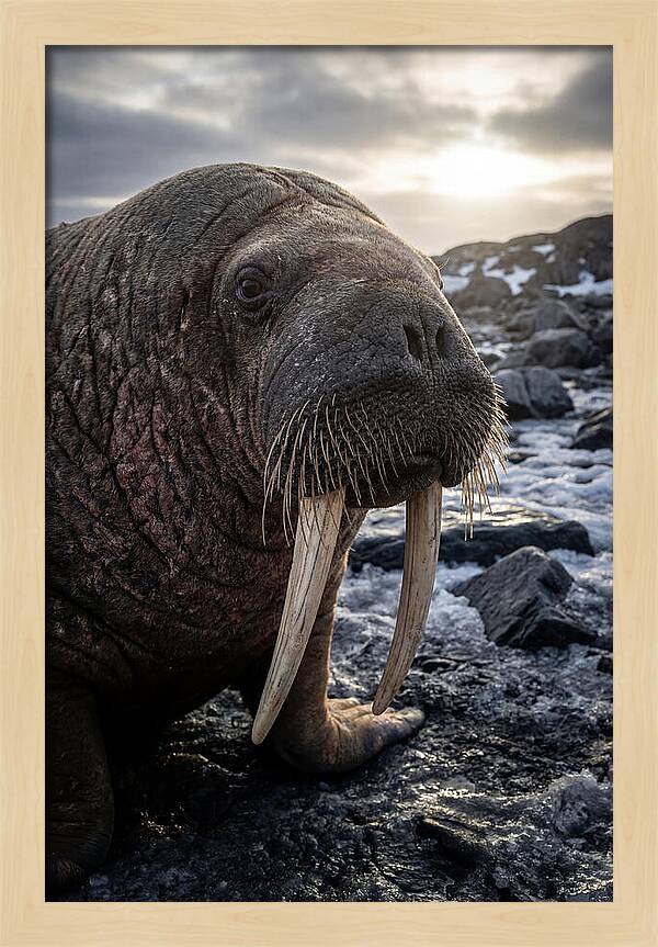 Tusked Bull Walrus Closeup