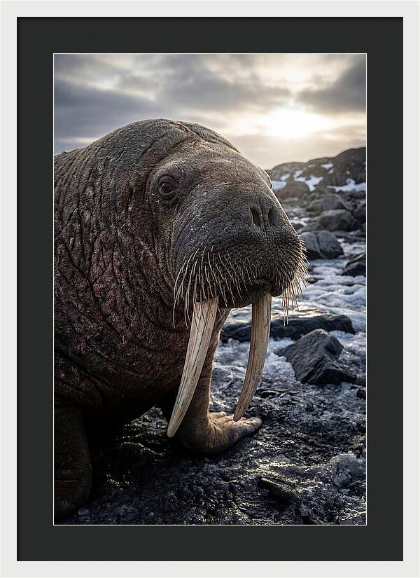 Tusked Bull Walrus Closeup