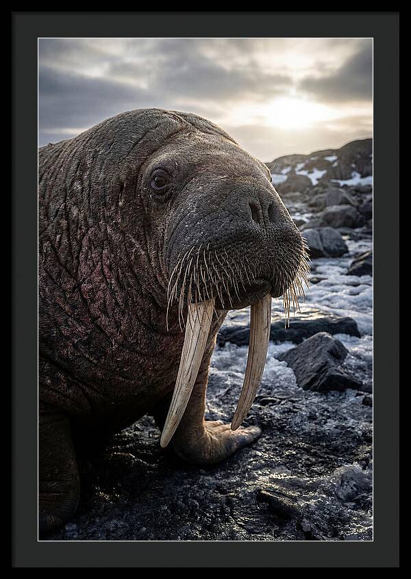 Tusked Bull Walrus Closeup