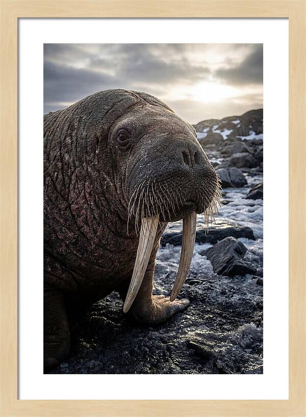 Tusked Bull Walrus Closeup
